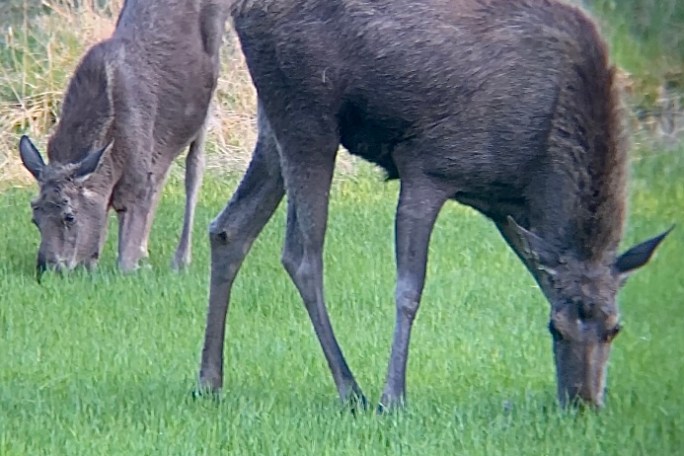 Two moose grazing on green grass with a forest background.