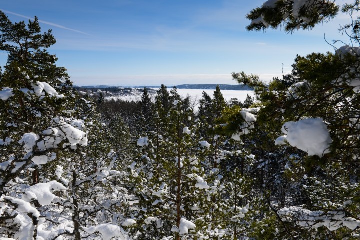 a tree covered in snow